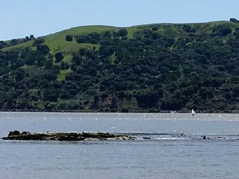 American White Pelican 2016-04-16 in Benicia CA